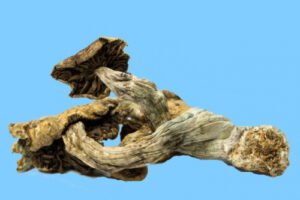 HOW SHOULD YOU DOSE FRESH AND DRIED MUSHROOMS?