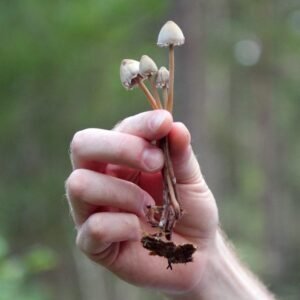 Magic Mushroom Dosing Guide