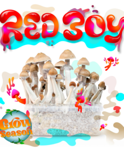 Magic Mushroom Grow Kit Red Boy XL
