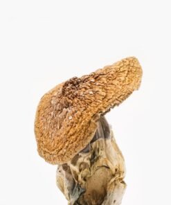 origin African Pyramid dried mushroom