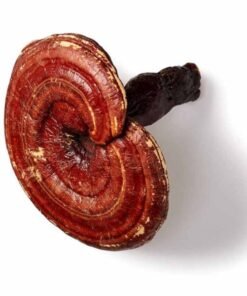 Reishi (Ganoderma Lucidum) Mushroom Capsules