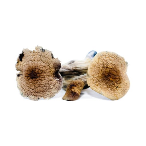 Vietnamese Mushrooms