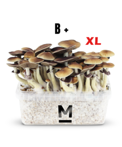 Magic Mushroom Grow Kit B+ XL by Mondo®