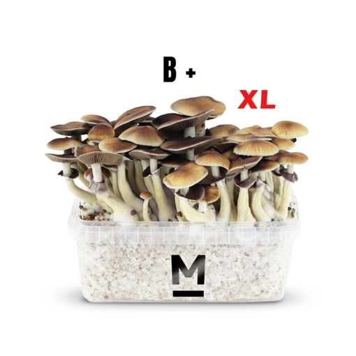 mushroom growing kit magic