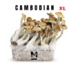 magic mushrooms cambodian | cambodian mushroom