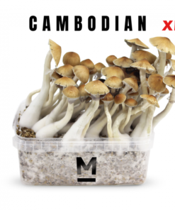 Magic Mushroom Grow Kit Cambodia XL by Mondo®