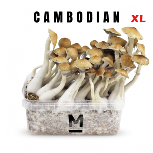 Magic Mushroom Grow Kit Cambodia XL by Mondo®