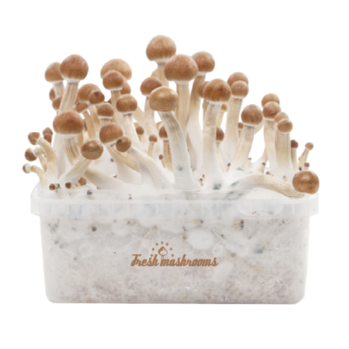 Magic Mushroom Grow Kit B+ XP by FreshMushrooms®