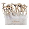 Magic Mushroom Grow Kits 5 package deal by FreshMushrooms®