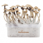 Magic Mushroom Grow Kits 5 package deal by FreshMushrooms®