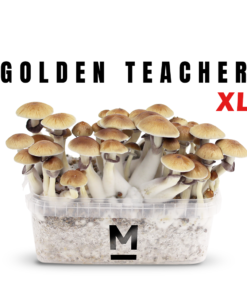 Magic Mushroom Grow Kit Golden Teacher XL | Mushroom Growing Kit