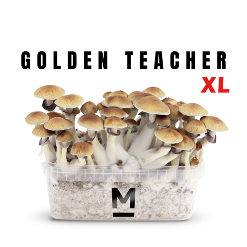 mushroom spores golden teacher