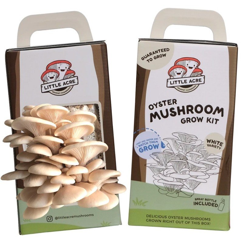 Truffle mushroom online