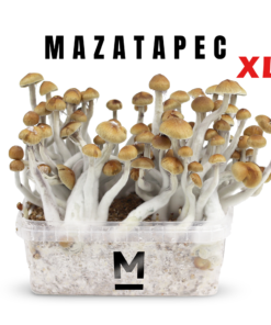 Magic Mushroom Grow Kit Mazatapec XL by Mondo®