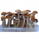 Magic Mushroom Grow Kit McKennaii by Mondo®