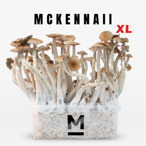 McKennaii Mushroom