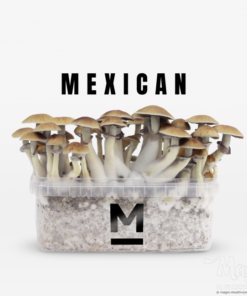 new mexico magic mushroom