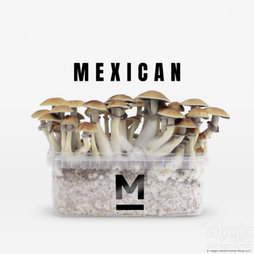 new mexico magic mushroom