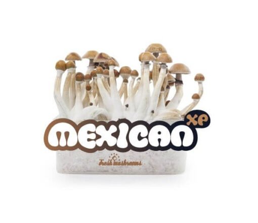 Magic Mushroom Grow Kit Mexican XP
