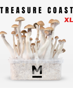 Magic Mushroom Grow Kit Treasure Coast XL