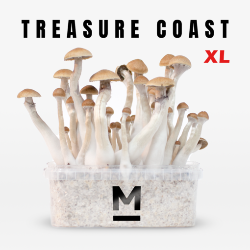 Magic Mushroom Grow Kit Treasure Coast XL