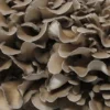 hen of the woods price