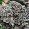 hen of the woods price