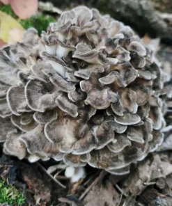 hen of the woods price