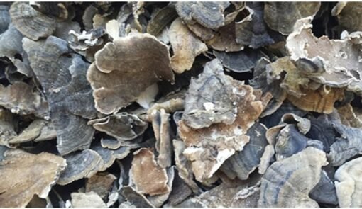 turkey tail mushroom oregon