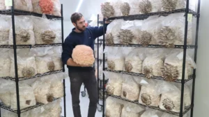 how to store mushroom spores