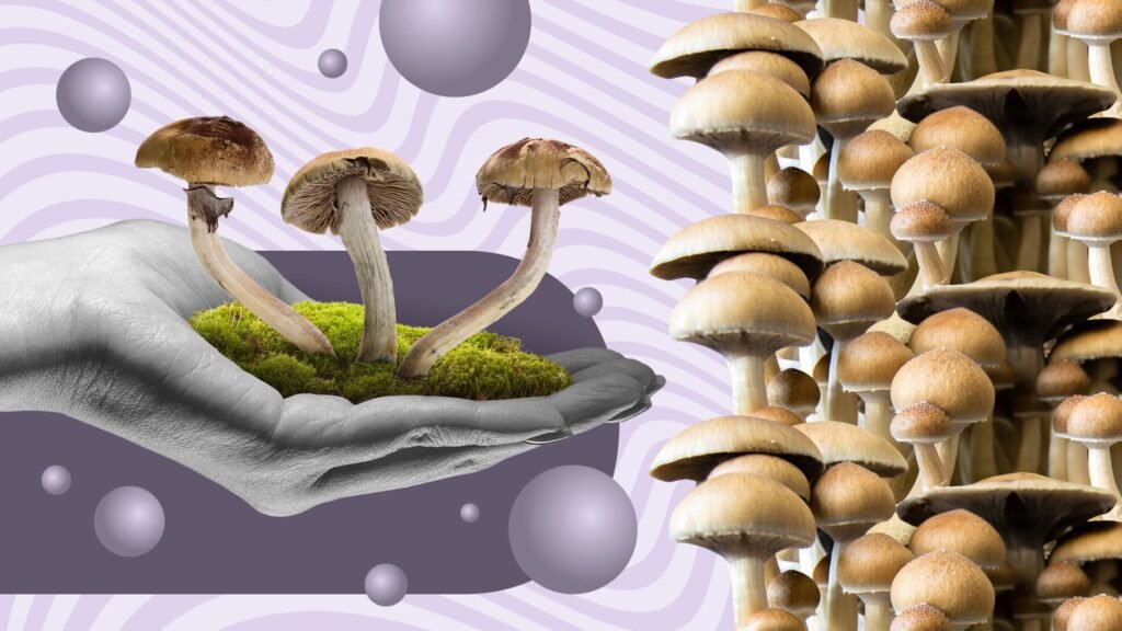 what are mushroom spores