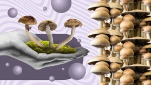 what are mushroom spores