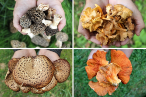 How to Identify Common Wild Mushrooms Safely